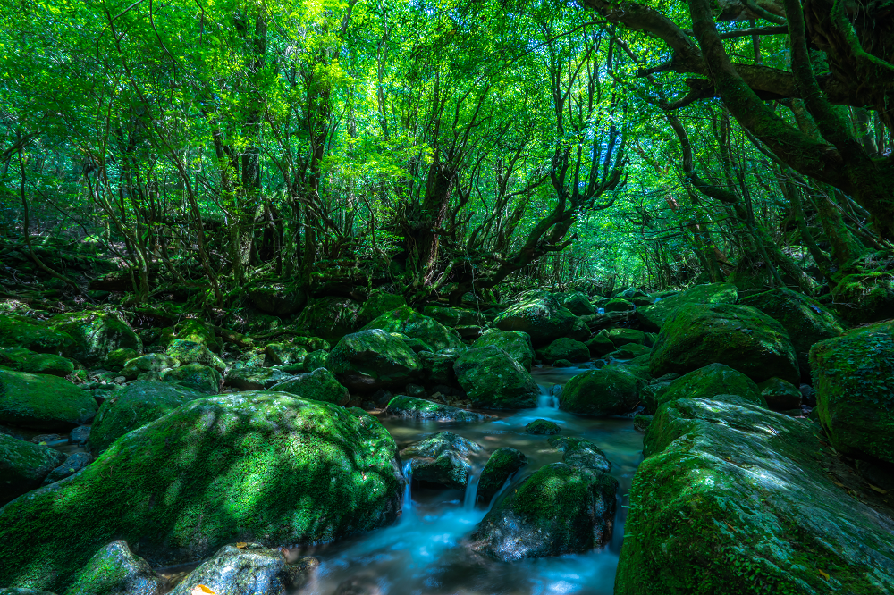 屋久島(イメージ)